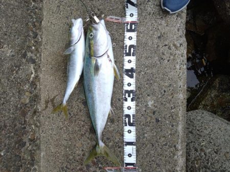 サワラが釣りたい！