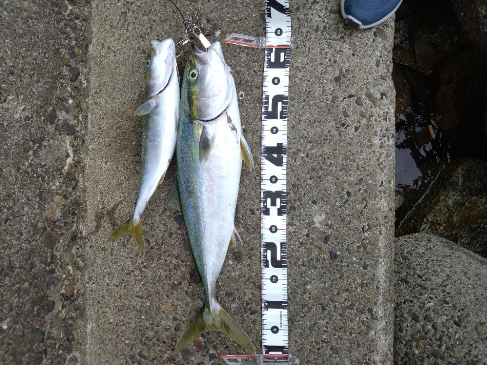 サワラが釣りたい!