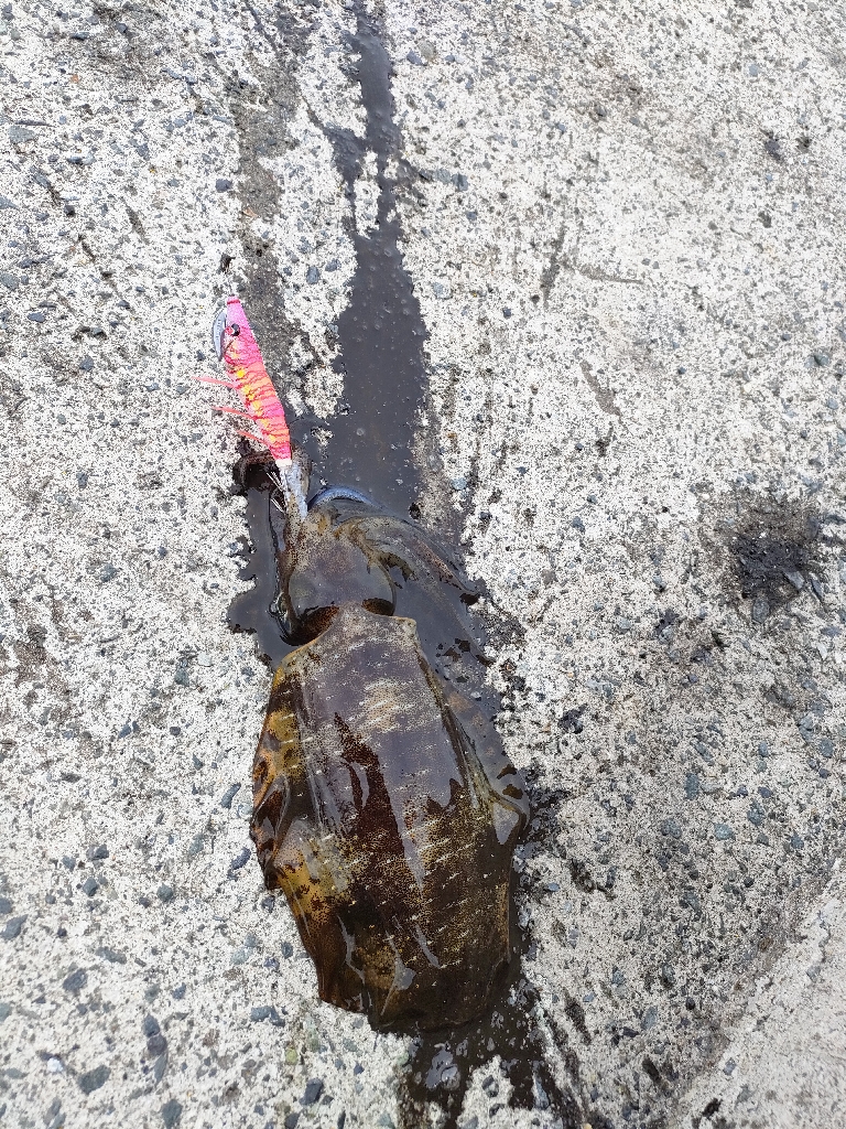 浜田の秋イカ。