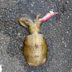 久々エギング、ちびコチ入れ食い