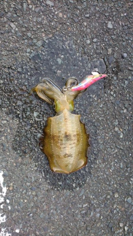 久々エギング、ちびコチ入れ食い