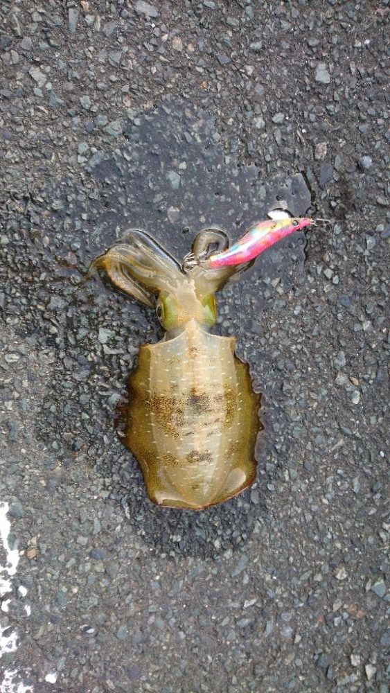 久々エギング、ちびコチ入れ食い