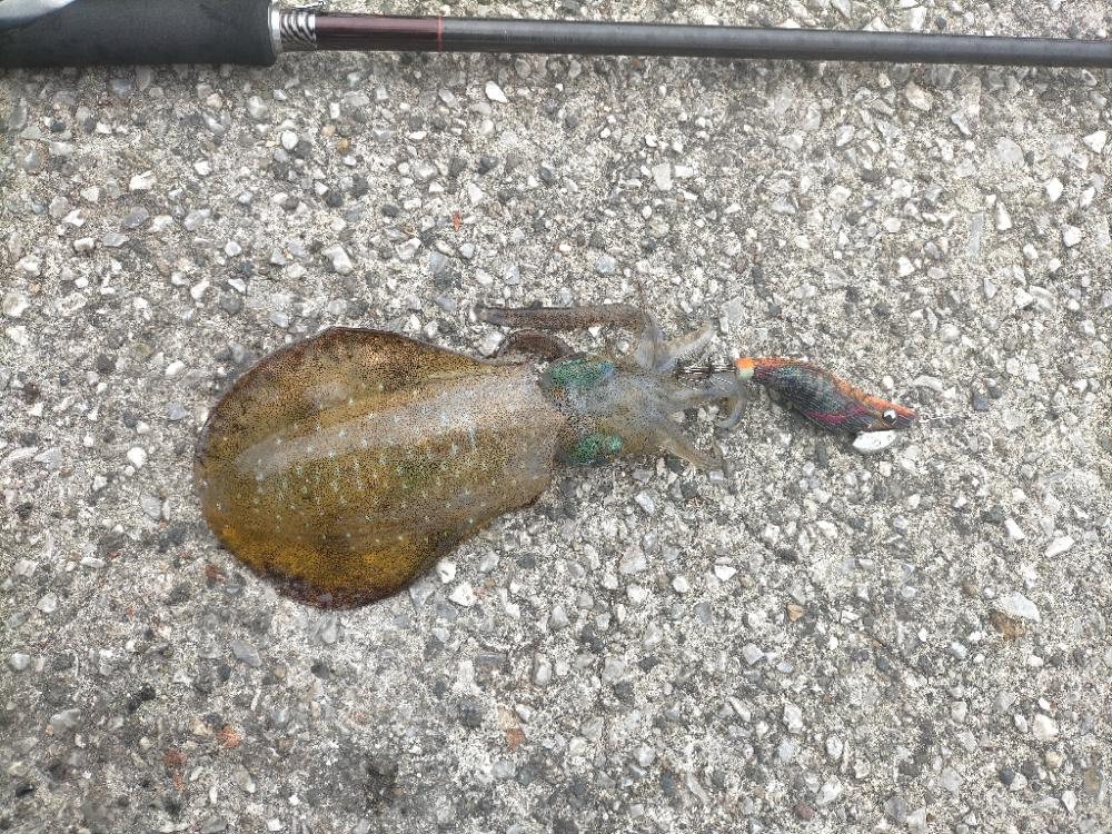 台風前にアオリ8杯