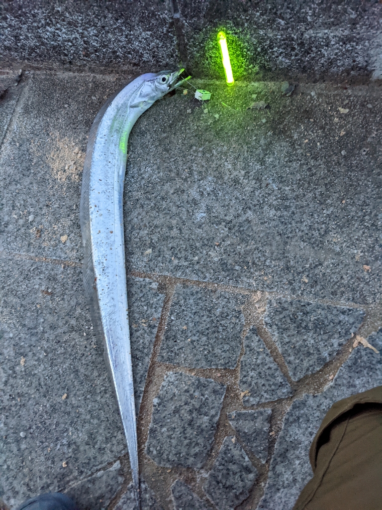 青物狙い不発も日没後、久々のタチウオ！