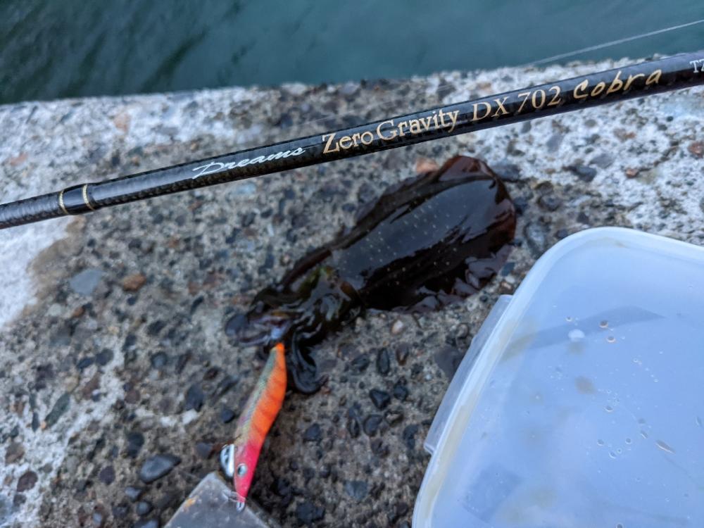 爆風エギング11杯