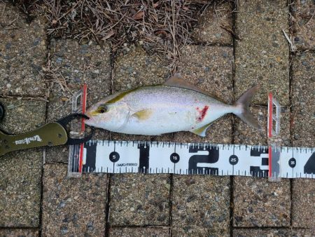 そろそろ開幕？