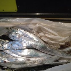 初青物ジギング