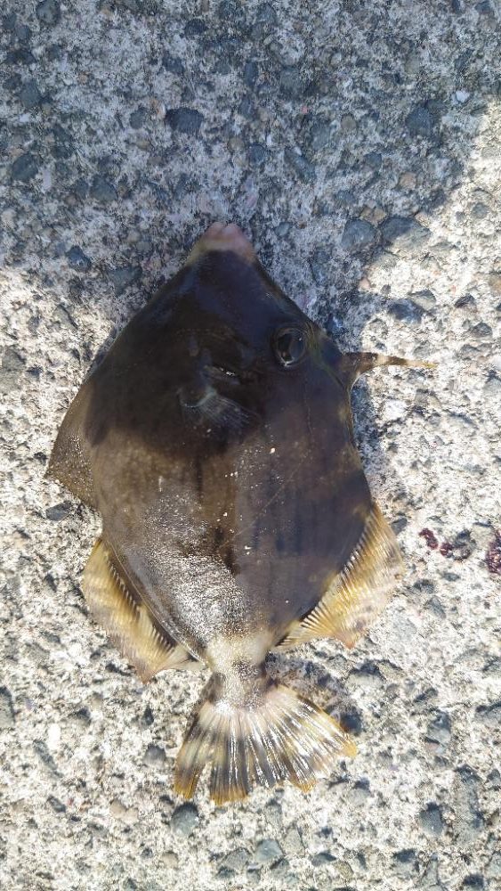 今年初カワハギ