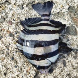 砂浜でみんなでキス