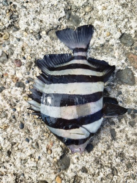 砂浜でみんなでキス