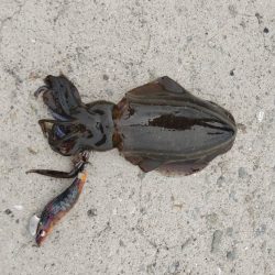 早朝エギングにてアオリ10杯