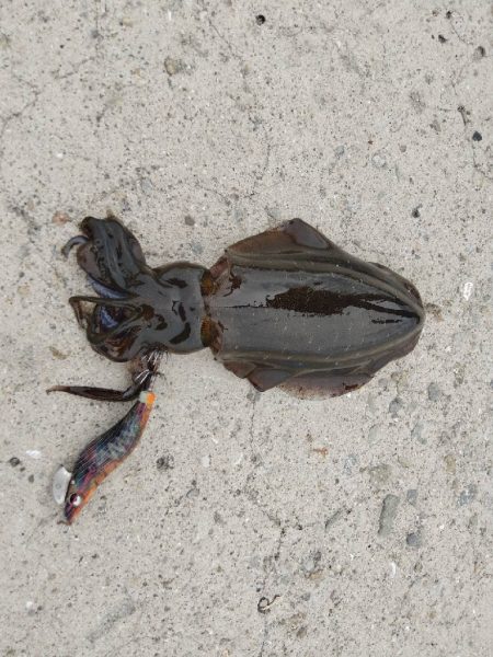 早朝エギングにてアオリ10杯