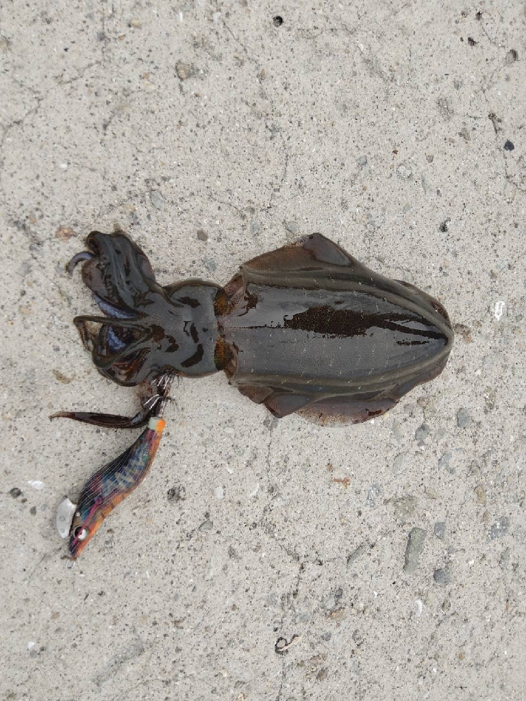 早朝エギングにてアオリ10杯