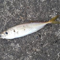 アジ探し@古座川周辺