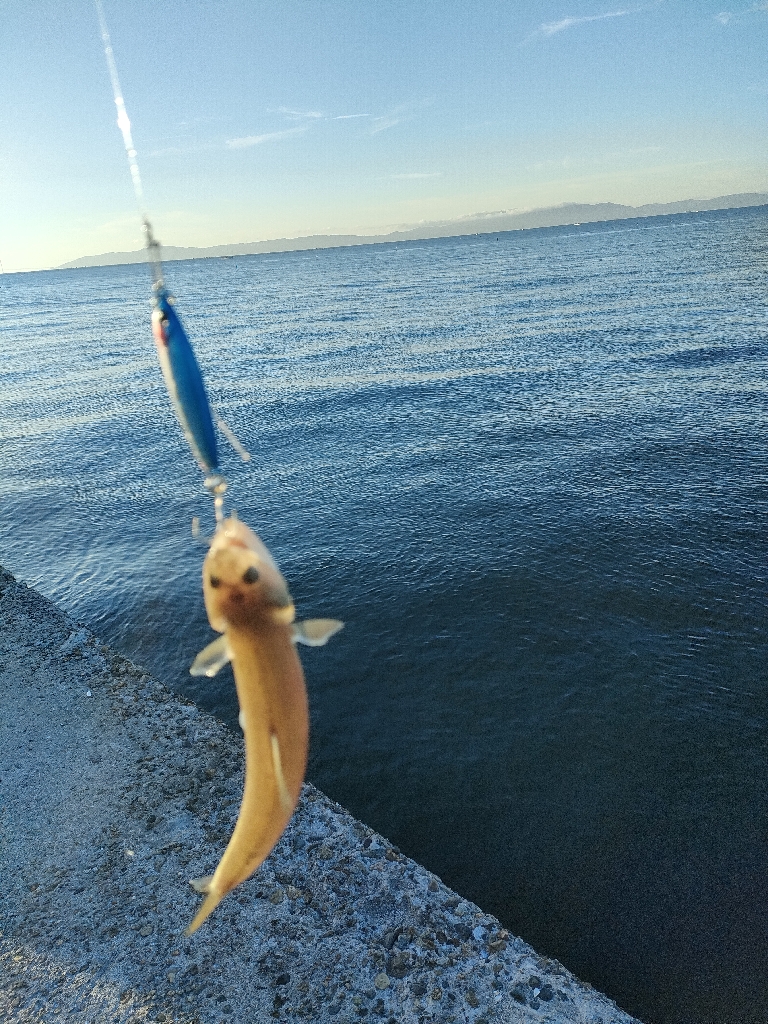 ベイトは大量だが