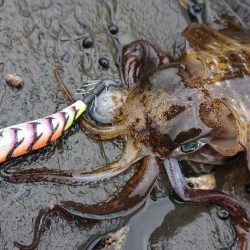 対馬エギング釣果