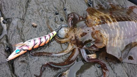 対馬エギング釣果