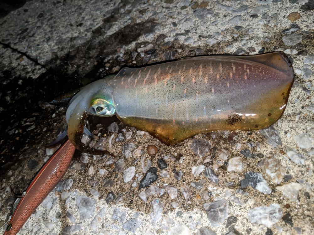 天草新子祭り①