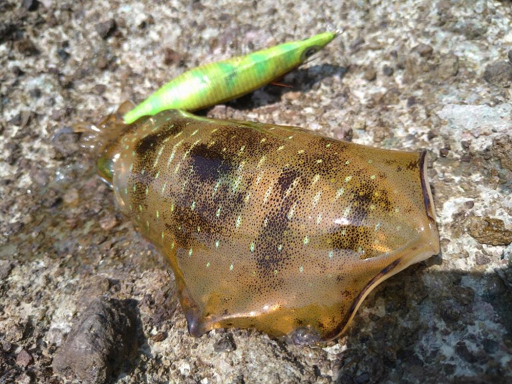 真っ昼間の磯エギングで大漁