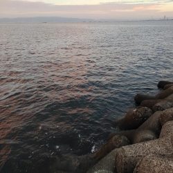 ショアジギ　今年初釣果