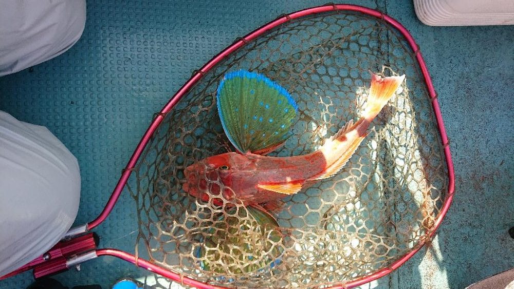 鯛ラバ・ジギング