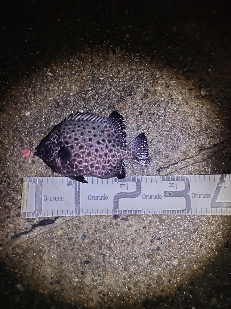 9/29釣果 コショウダイ　イシガキダイ