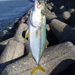 今シーズン初メジロ！