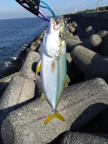 今シーズン初メジロ！