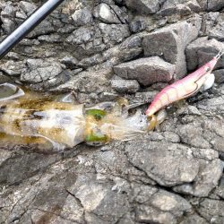 ランガンにてアオリ爆釣!!