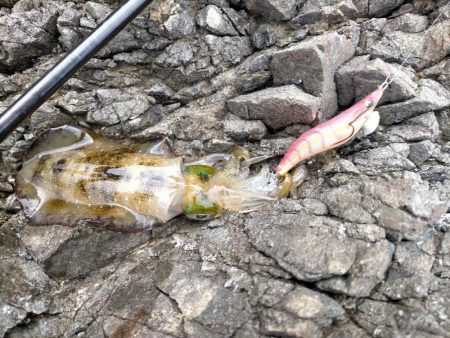 ランガンにてアオリ爆釣!!