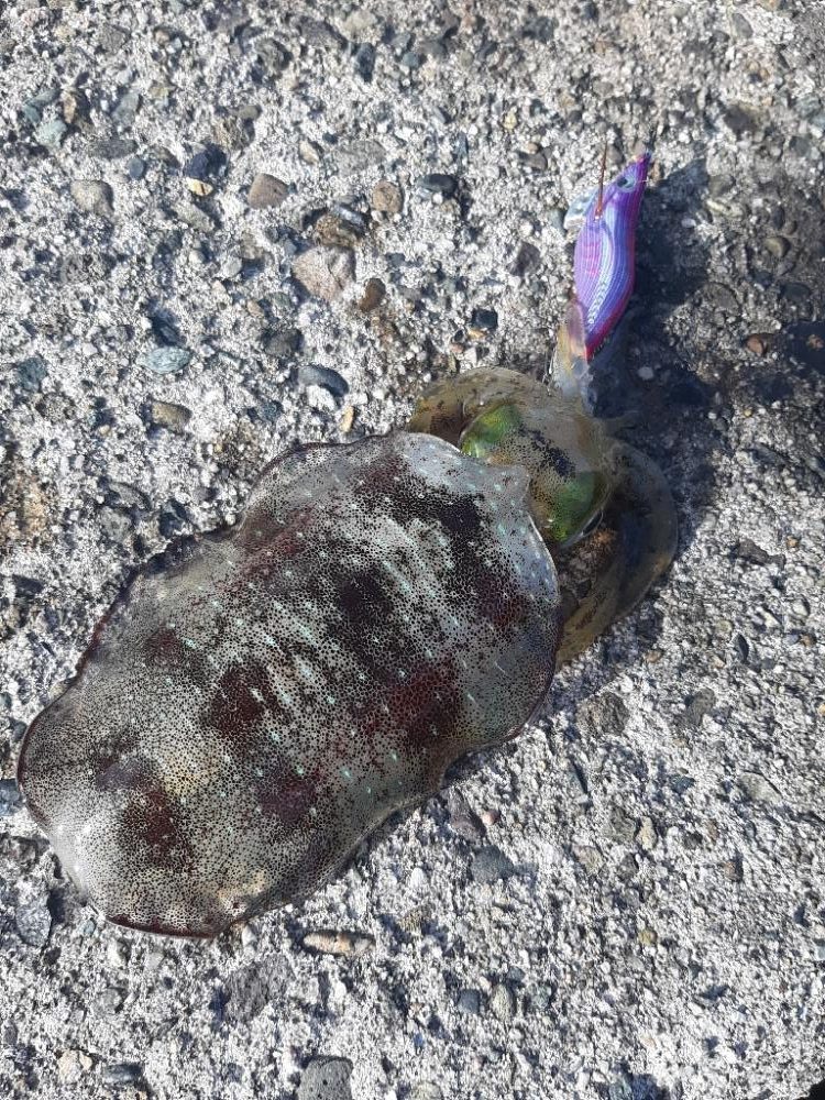 アオリイカ調査