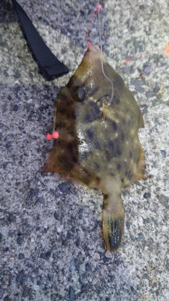 呑ませハマチとカワハギ