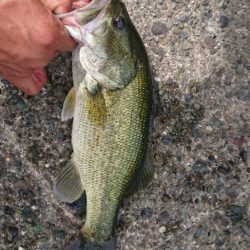 ジョイクローラーで1本