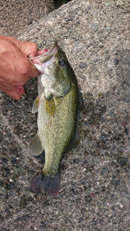 ジョイクローラーで1本