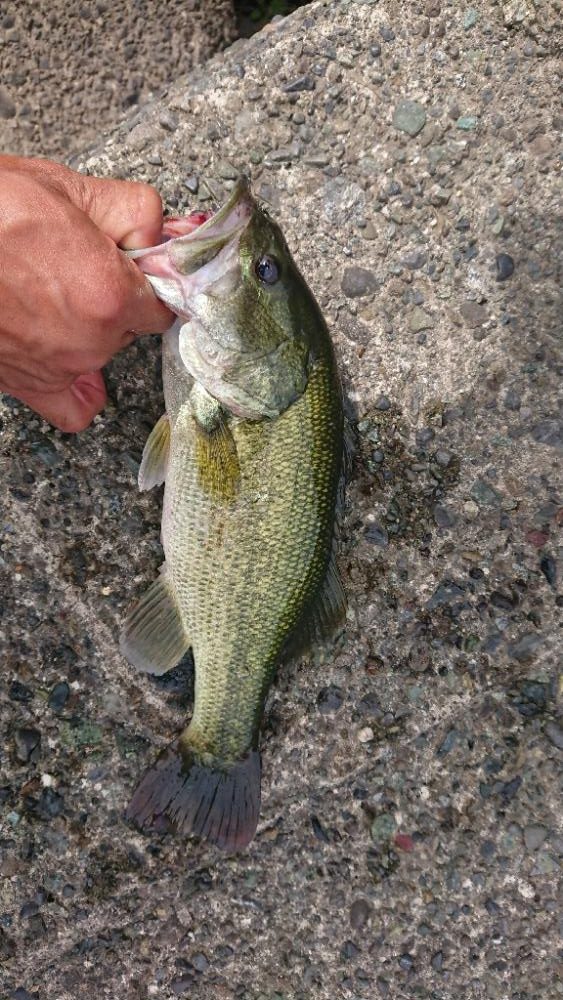 ジョイクローラーで1本