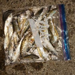 今日はエステルを使用