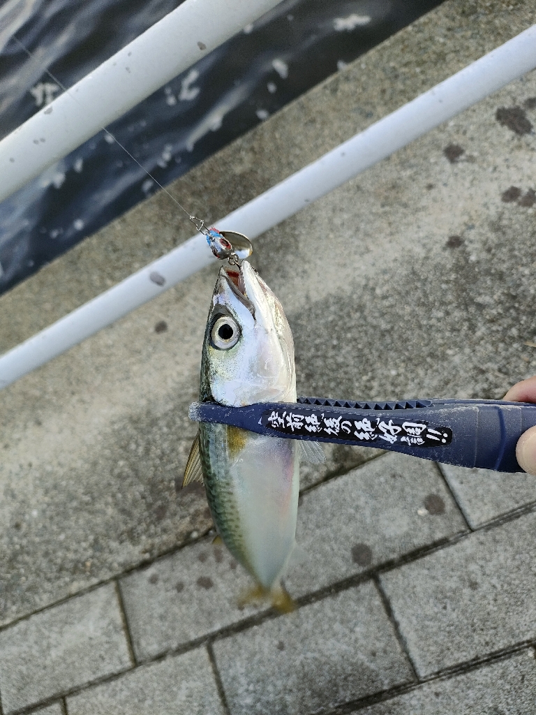 ダイソー縛りでサバ爆