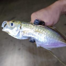 やっと出会えたアジ!