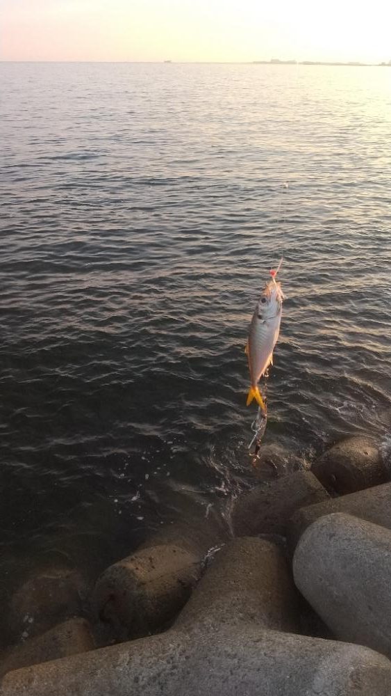 久しぶりハマチ君