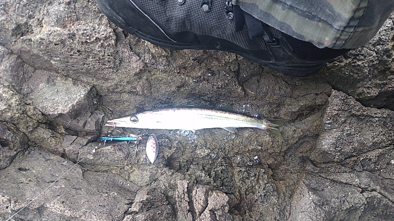 釣れるのはカマスばかり