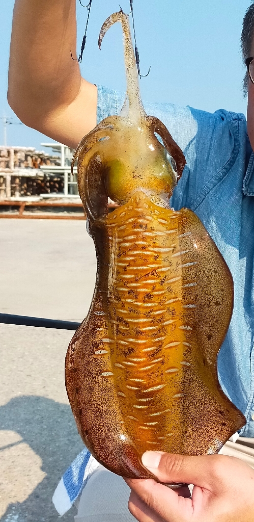 アオリイカ　自己新記録😄