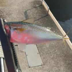 朝マズメ短時間調査釣行