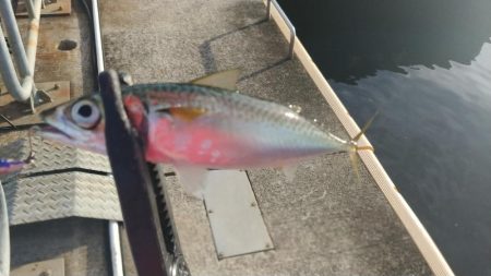 朝マズメ短時間調査釣行