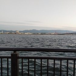 朝練で大サバ、ハマチ