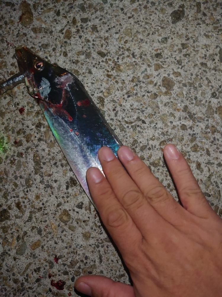 タチウオ狙い釣行