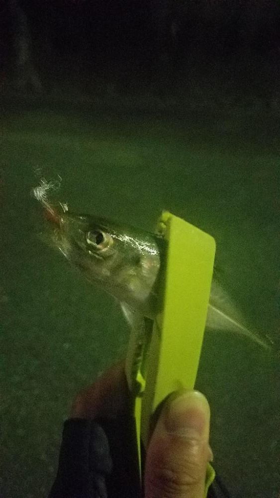 入れ食いだーヽ(o´3`o)ノ