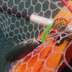 どうせタイラバ落とすなら…