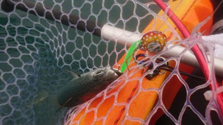 どうせタイラバ落とすなら…