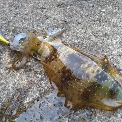 ウネリが少し残ってました