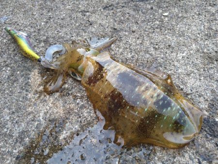 ウネリが少し残ってました